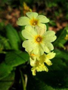 Hohe Schlüsselblume (Primula elatior) im Brettwald bei Malsch