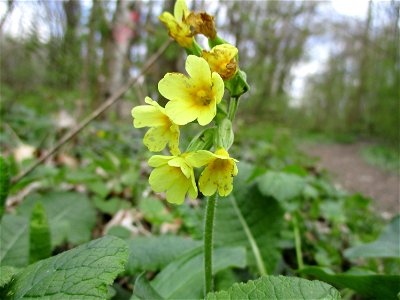 Hohe Schlüsselblume (Primula elatior) im Meerwald bei Bübingen