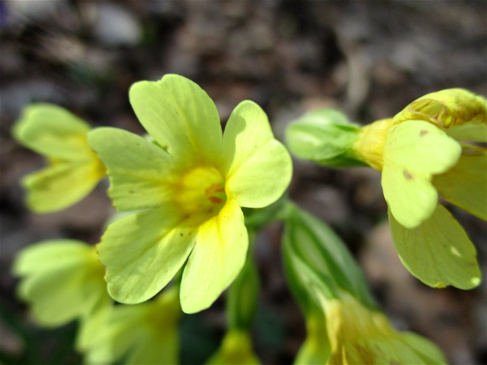 Hohe Schlüsselblume (Primula elatior) im Meerwald bei Bübingen