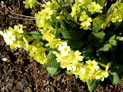 Primula elatior (Huldulykill) in bloom in the Botanical garden of Reykjavik. photo by Salvor Gissurardottir