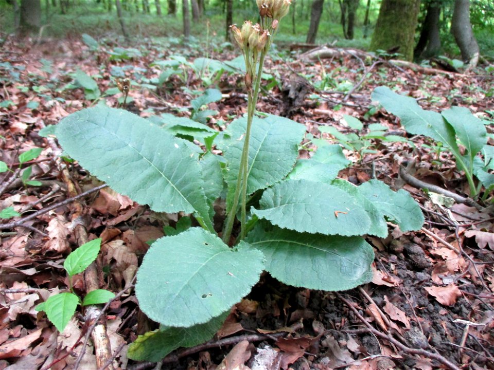 Hohe Schlüsselblume (Primula elatior) im Wald bei Gersheim im Naturschutzgebiet Südlicher Bliesgau/Auf der Lohe