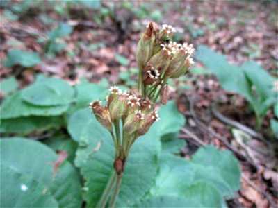 Hohe Schlüsselblume (Primula elatior) im Wald bei Gersheim im Naturschutzgebiet Südlicher Bliesgau/Auf der Lohe