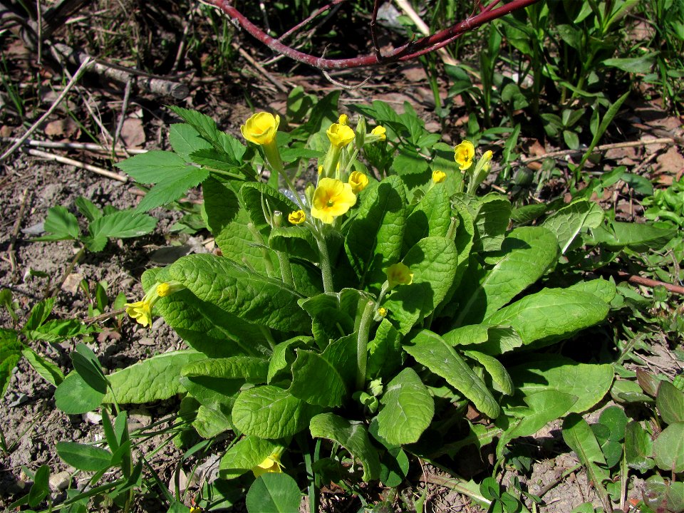 Primula elatior (Sakhalin)