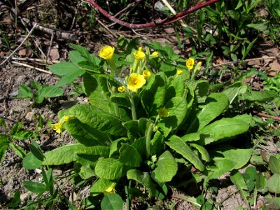 Primula elatior (Sakhalin)