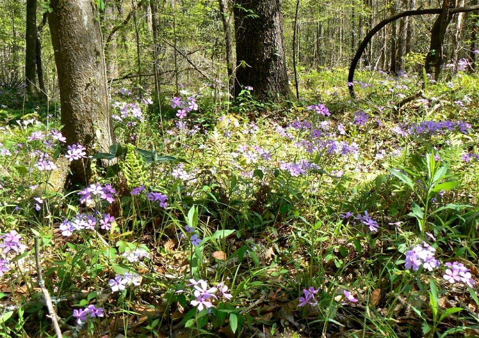 Phlox divaricata in disturbed habitat at edge of mesic woodlands