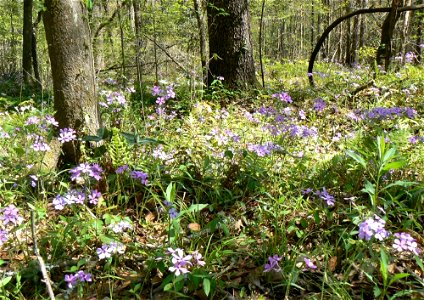 Phlox divaricata in disturbed habitat at edge of mesic woodlands
