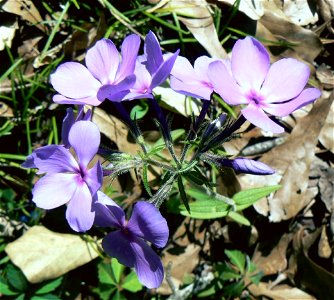 Phlox divaricata, March 2008, Gadsden Co., Florida