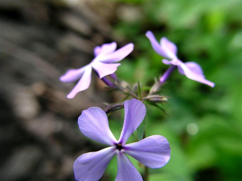 Dowagiac Woods Nature Sanctuary