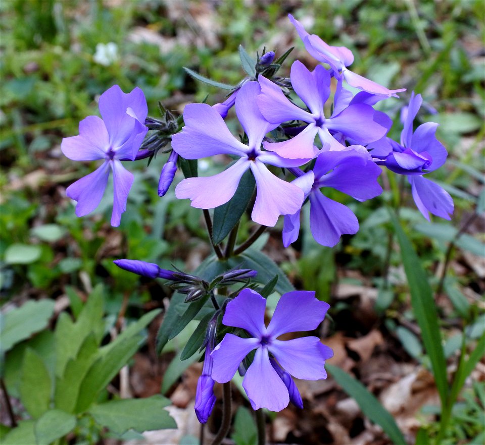 Phlox divaricata; Wooster Memorial Park, Wooster, Ohio; April 2016.