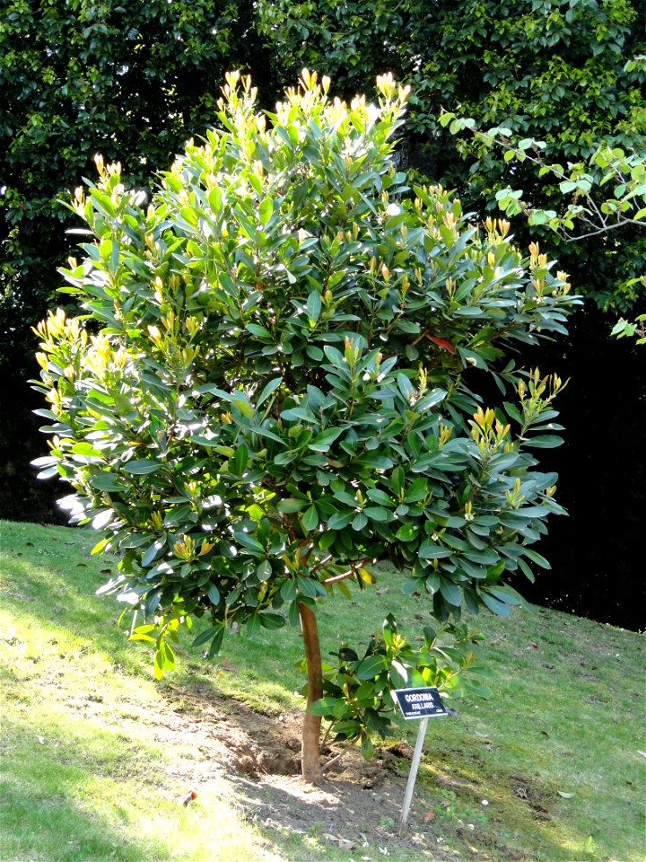 Gordonia axillaris. Botanical specimen on the grounds of the Villa Taranto (Verbania), Lake Maggiore, Italy.