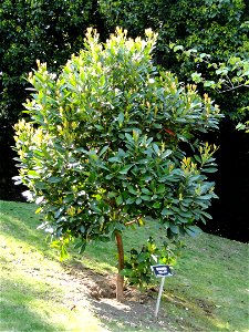 Gordonia axillaris. Botanical specimen on the grounds of the Villa Taranto (Verbania), Lake Maggiore, Italy. photo