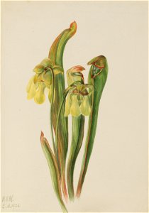 Hooded Pitcherplant (Sarracenia minor)