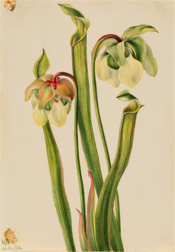 Hybrid Pitcherplant (Sarracenia minor)