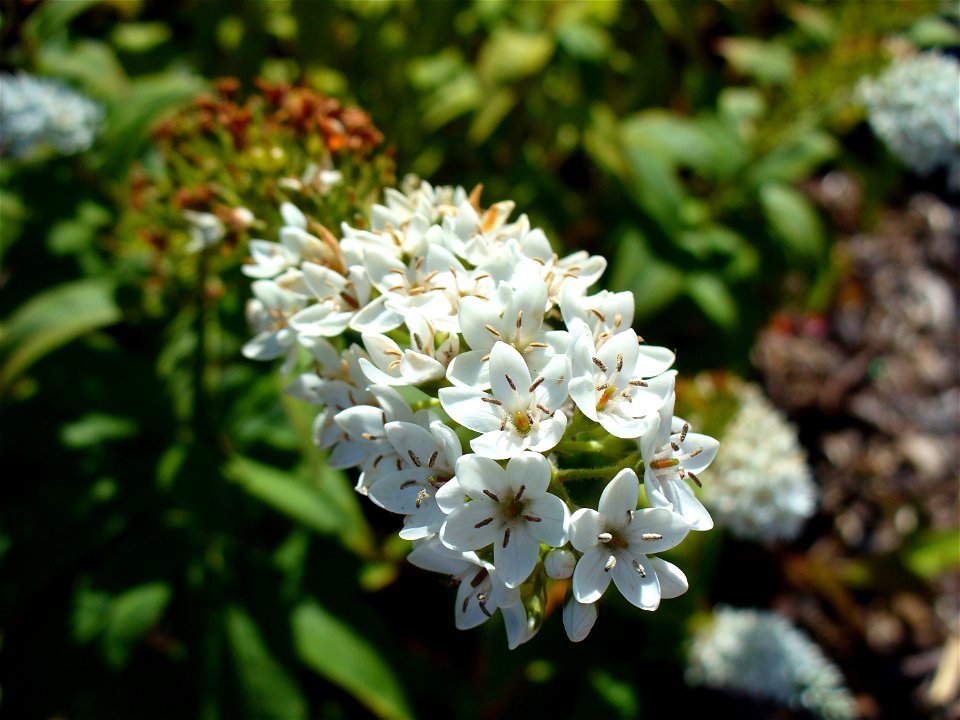 I am the originator of this photo. I hold the copyright. I release it to the public domain. This photo depicts flowers.