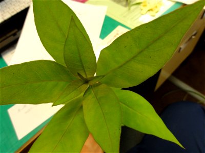 オカトラノオ[丘虎の尾][Lysimachia clethroides]-上から