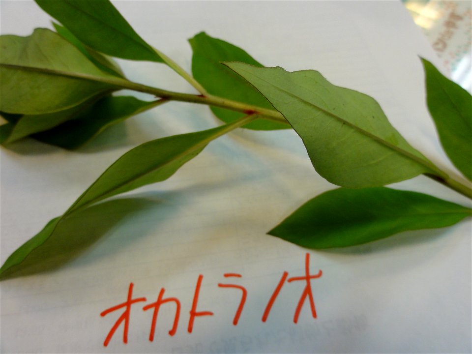 オカトラノオ[丘虎の尾][Lysimachia clethroides]-葉
