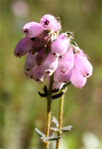 Erica tetralix, ,Słowiński Park Narodowy,wood between seashore (Baltic sea) and lake Jezioro Sarbsko