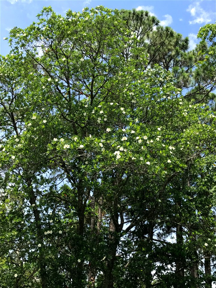 Loblolly bay (Gordonia lasianthus) in bloom, growing with a Slash pine (Pinus elliottii) overstory.