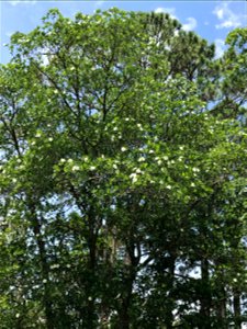 Loblolly bay (Gordonia lasianthus) in bloom, growing with a Slash pine (Pinus elliottii) overstory.