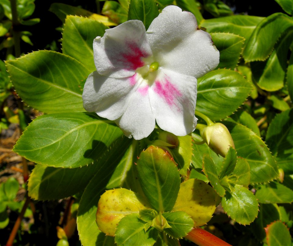 Impatiens sodenii at Quail Botanical Gardens in Encinitas, California, USA.