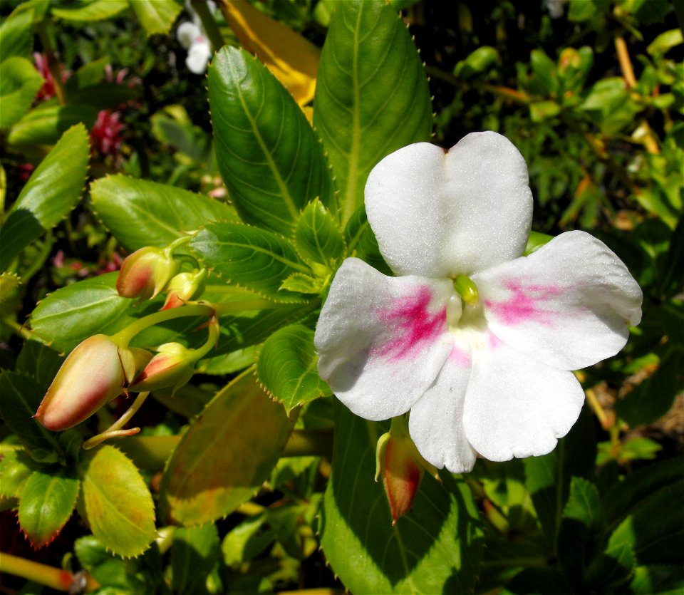 Impatiens sodenii at Quail Botanical Gardens in Encinitas, California, USA.