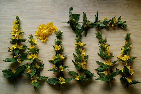 Gilbweiderich/Goldfelberich Lysimachia punctata, Südwestfalen; vollsonniger Straßenrand photo