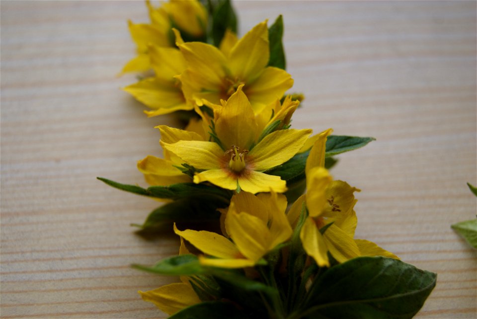 Gilbweiderich/Goldfelberich (Lysimachia punctata), Südwestfalen; vollsonniger Straßenrand