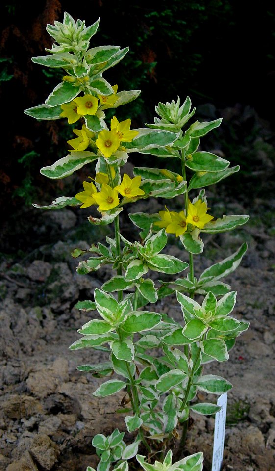 Whorled loosestrife, Yellow loosestrife