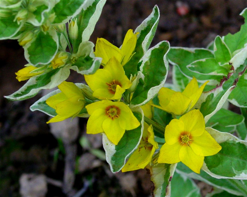 Whorled loosestrife, Yellow loosestrife