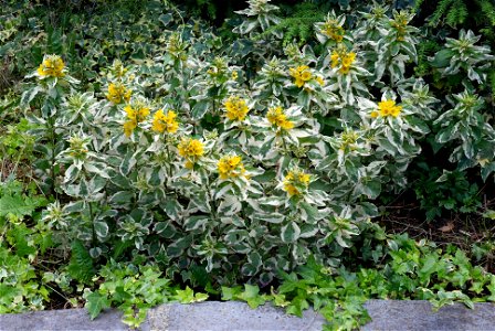 Whorled loosestrife, Yellow loosestrife photo