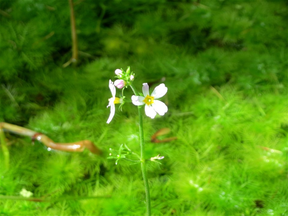 Wasserfeder (Hottonia palustris) bei Nußloch
