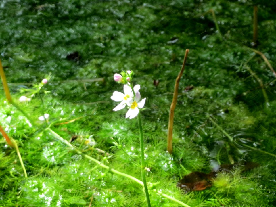 Wasserfeder (Hottonia palustris) bei Nußloch