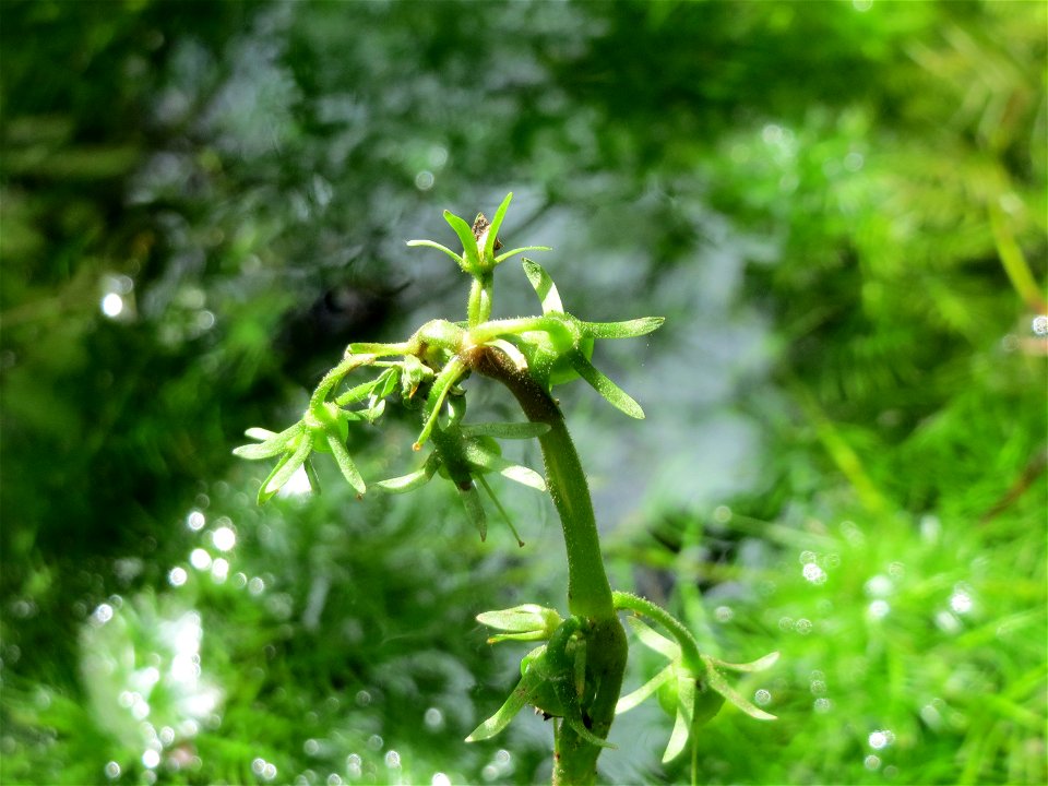 Wasserfeder (Hottonia palustris) bei Nußloch