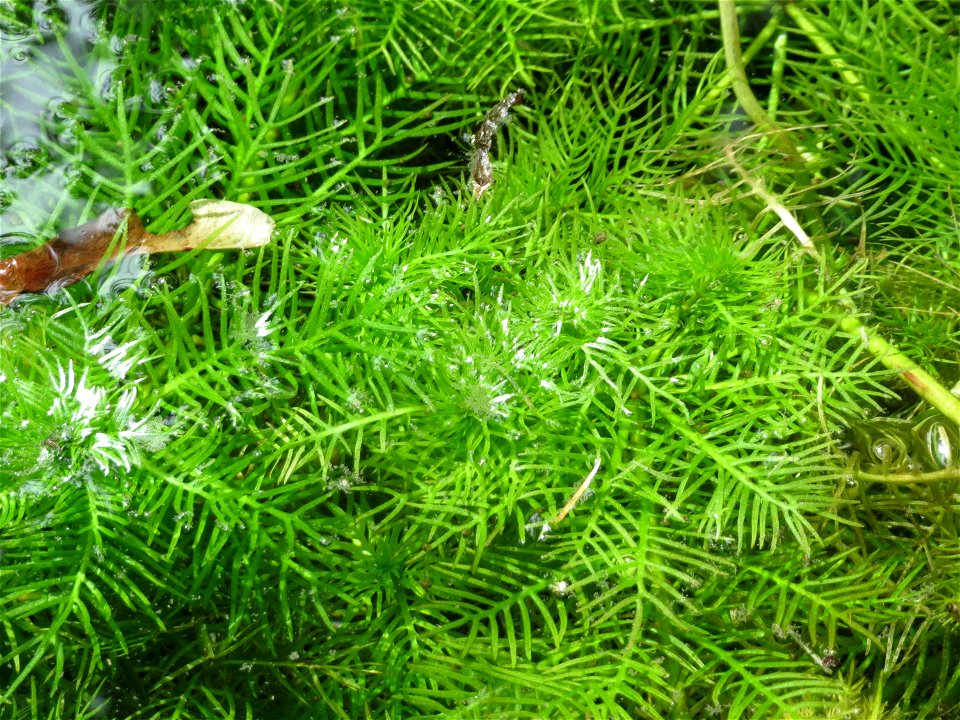 Wasserfeder (Hottonia palustris) bei Nußloch