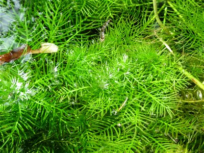 Wasserfeder (Hottonia palustris) bei Nußloch