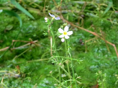 Wasserfeder (Hottonia palustris) bei Nußloch