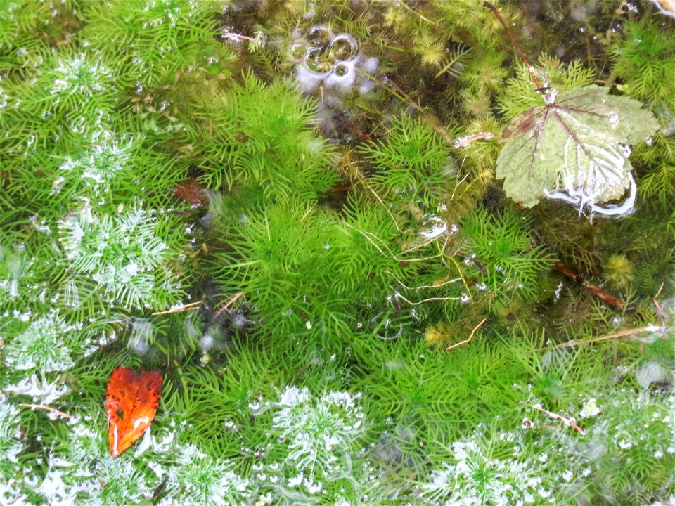 Wasserfeder (Hottonia palustris) in einem kleinen Teich bei Nußloch