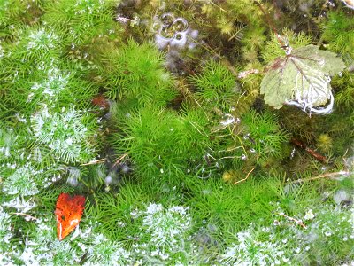 Wasserfeder (Hottonia palustris) in einem kleinen Teich bei Nußloch