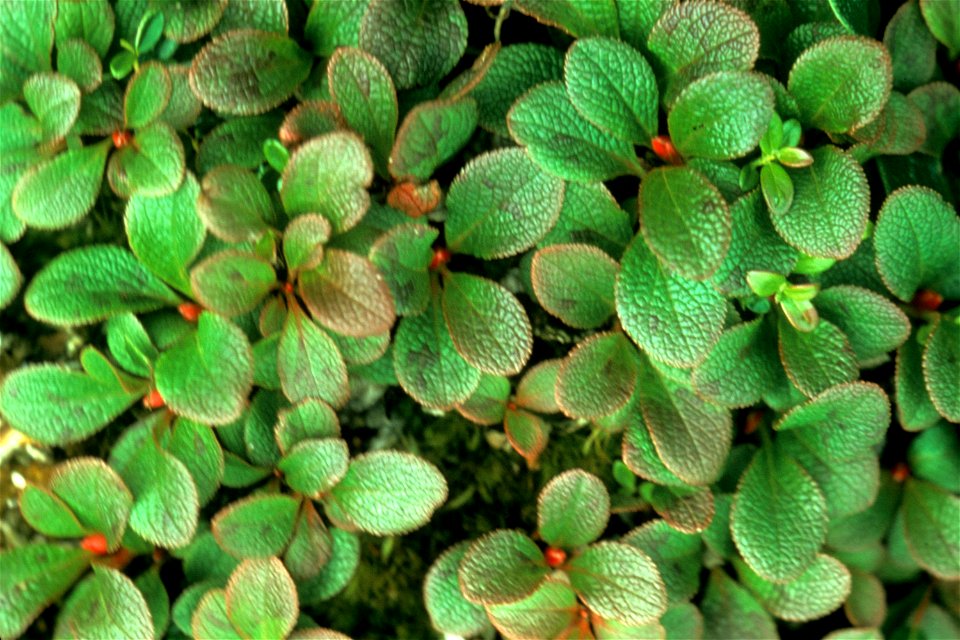 Arctostaphylos alpina