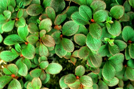 Arctostaphylos alpina