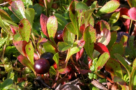Arctostaphylos alpinus