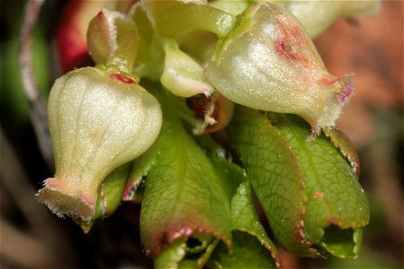 Arctostaphylos alpinus