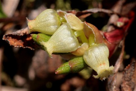 Arctostaphylos alpinus