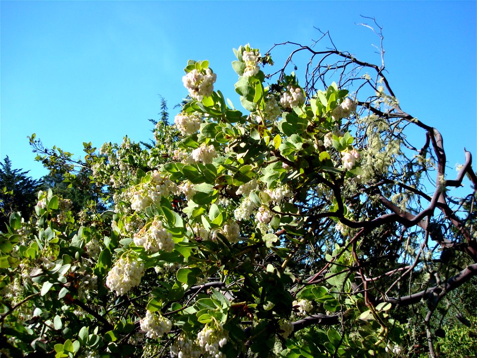 Part of a blooming Refugio Manzanita Arctostaphylos refugioensis taken in a garden.