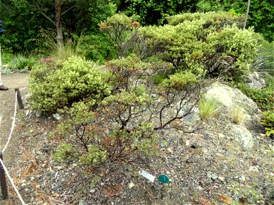 Arctostaphylos bakeri ssp. bakeri specimen in the University of California Botanical Garden, Berkeley, California, USA.