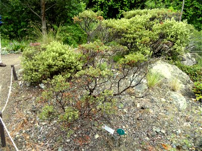 Arctostaphylos bakeri ssp. bakeri specimen in the University of California Botanical Garden, Berkeley, California, USA. photo