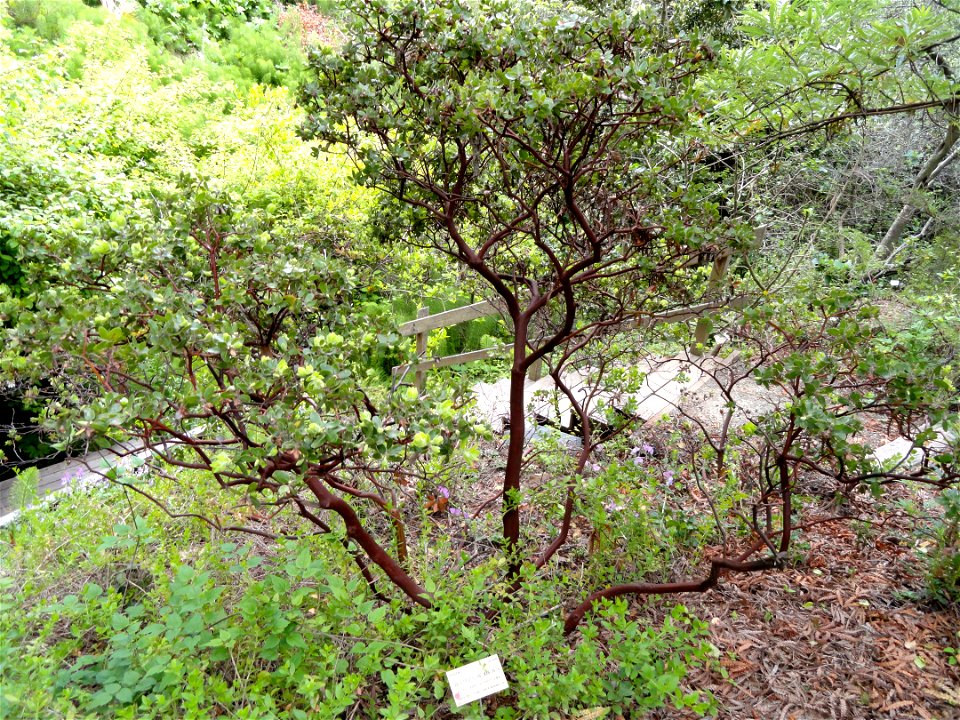 — Whitehair manzanita.

Endemic to the Channel Islands of southern California.
Specimen at the University of California Botanical Garden of UC Berkeley, in the Berkeley Hills, California.