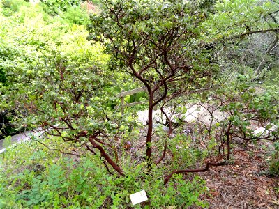 — Whitehair manzanita.

Endemic to the Channel Islands of southern California.
Specimen at the University of California Botanical Garden of UC Berkeley, in the Berkeley Hills, California.