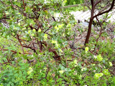 — Whitehair manzanita.

Endemic to the Channel Islands of southern California.
Specimen at the University of California Botanical Garden of UC Berkeley, in the Berkeley Hills, California.