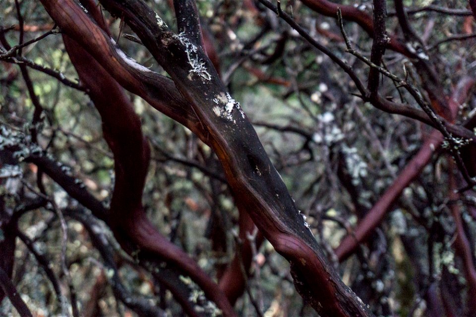 Close-up of a Arctostaphylos manzanita tree's smooth bark texture.